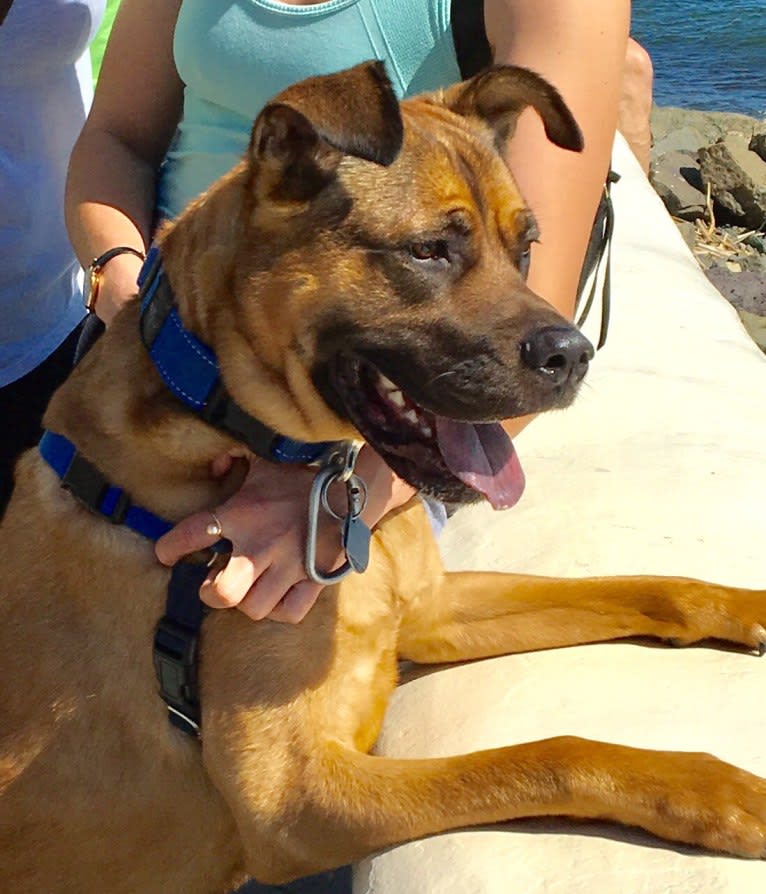 Jax, an American Pit Bull Terrier and Chow Chow mix tested with EmbarkVet.com