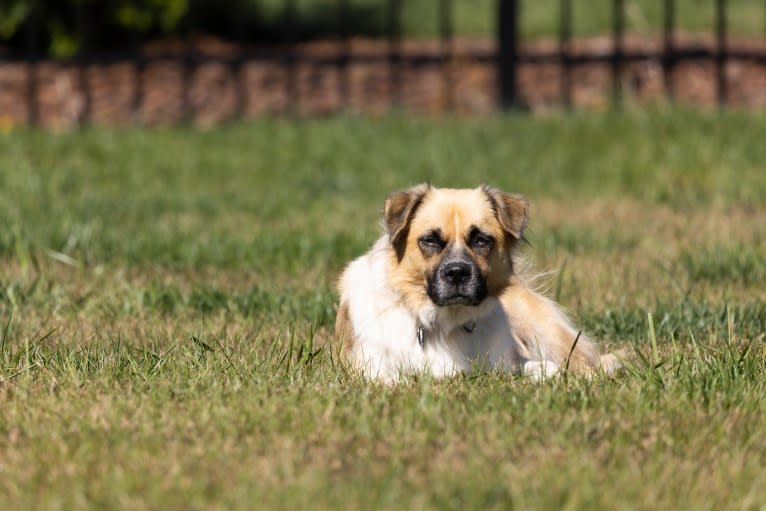 Joko, an American Pit Bull Terrier and Chow Chow mix tested with EmbarkVet.com