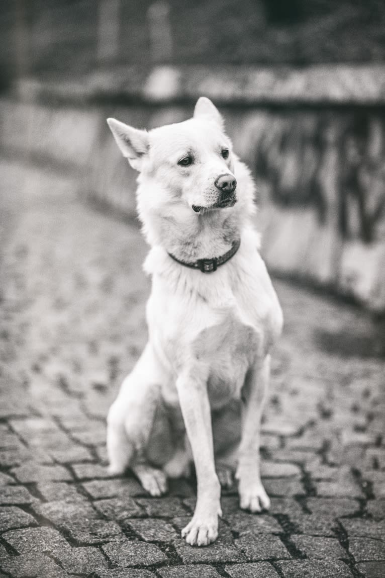 Calaf Storytelling, a Canaan Dog tested with EmbarkVet.com