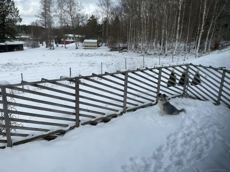 Mr Fluffy Russian Dog, a West Asian Village Dog tested with EmbarkVet.com