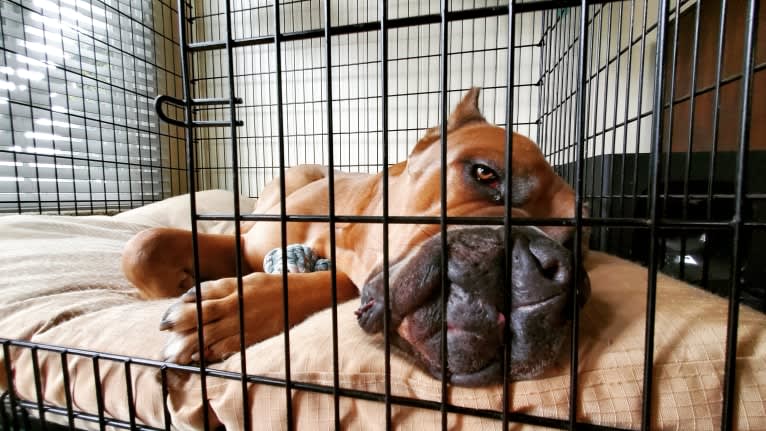 Dredd, a Cane Corso tested with EmbarkVet.com