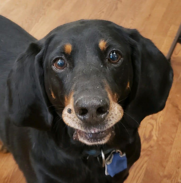Tucker, a Black and Tan Coonhound tested with EmbarkVet.com