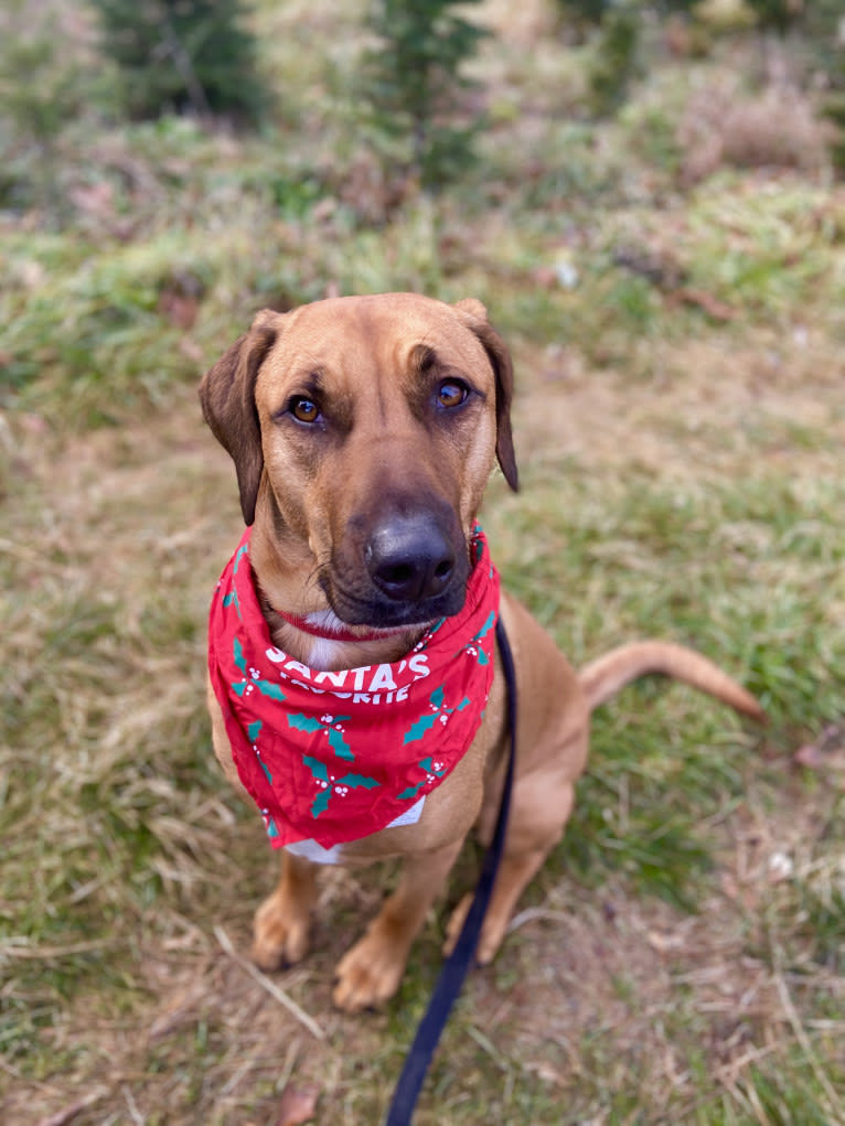 Mocha, a Labrador Retriever and Catahoula Leopard Dog mix tested with EmbarkVet.com