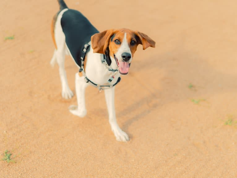 Carl, a Treeing Walker Coonhound tested with EmbarkVet.com