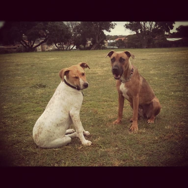 Freya, an Australian Cattle Dog and Koolie mix tested with EmbarkVet.com