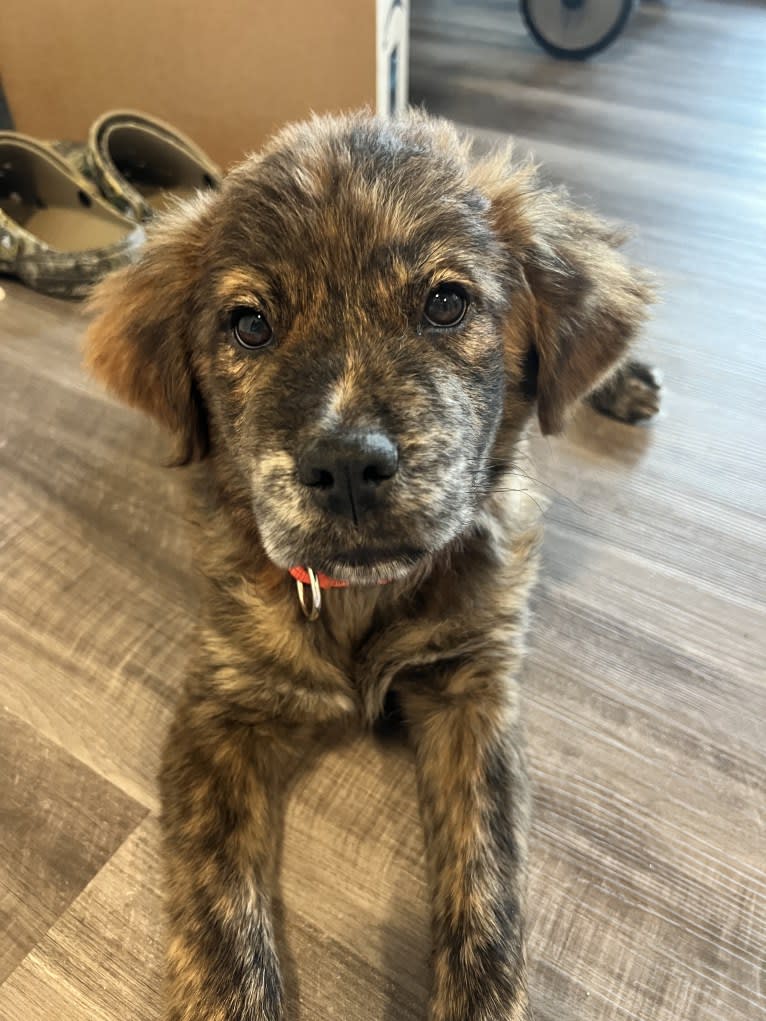 Rudder, a Labrador Retriever and Chow Chow mix tested with EmbarkVet.com
