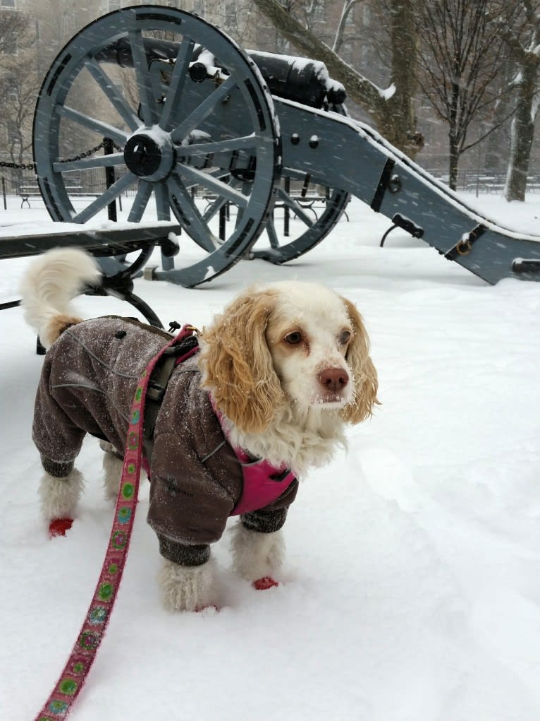 Emily, a Chihuahua and Cocker Spaniel mix tested with EmbarkVet.com