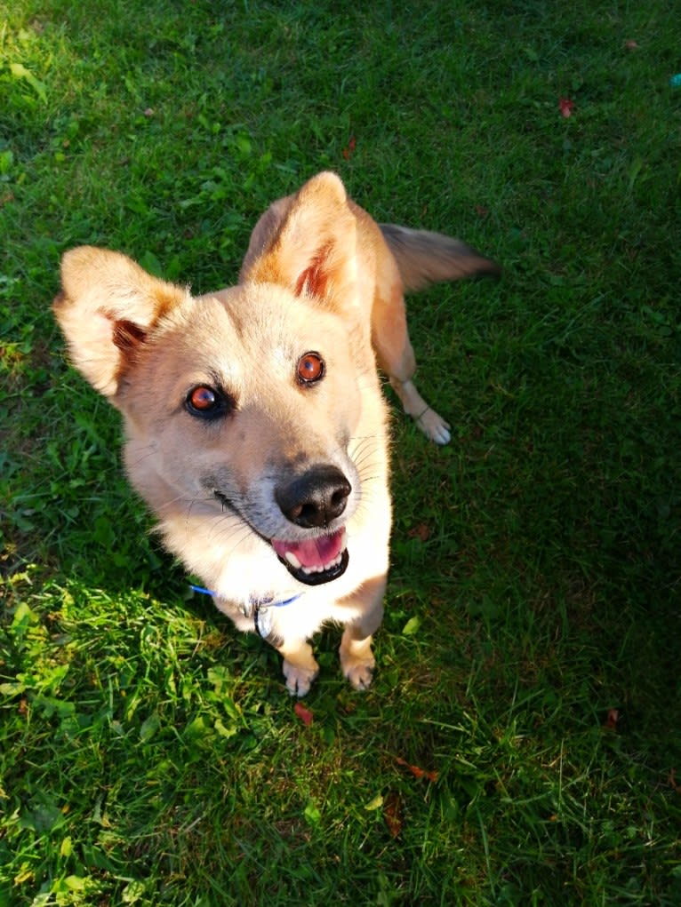 Abel, a German Shepherd Dog and Jindo mix tested with EmbarkVet.com