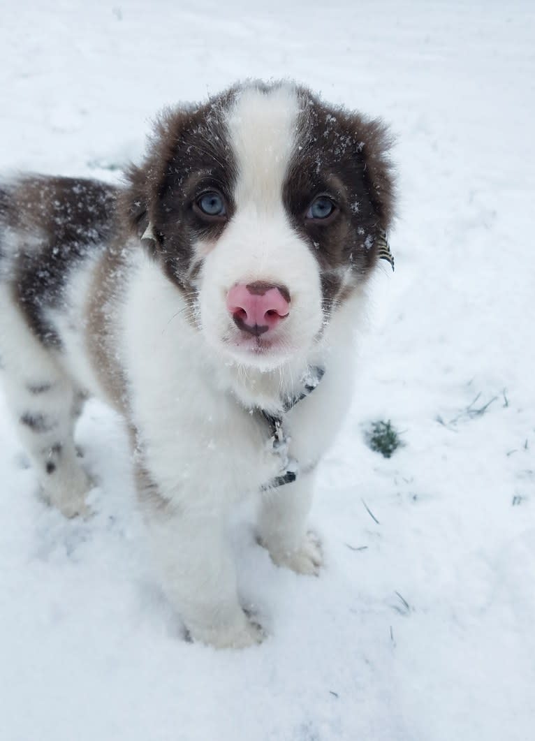 Tate, an Australian Shepherd tested with EmbarkVet.com