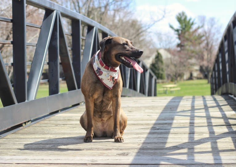 Nokona, an American Pit Bull Terrier and Labrador Retriever mix tested with EmbarkVet.com