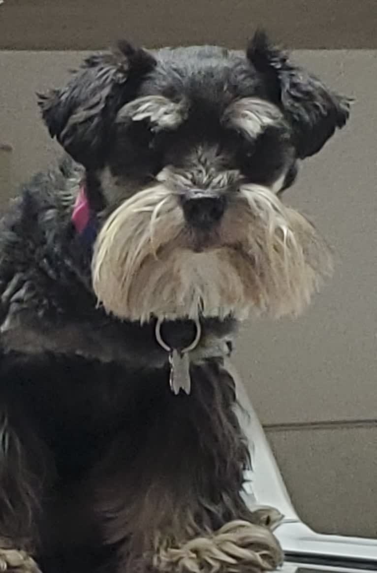 Minnie, a Miniature Schnauzer tested with EmbarkVet.com