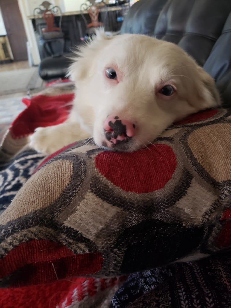 Kimba, an Australian Shepherd tested with EmbarkVet.com