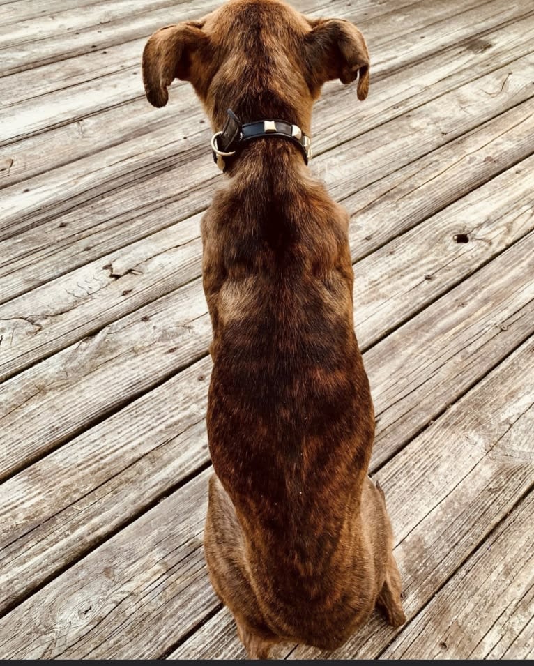 Pops, an American Staffordshire Terrier and American Pit Bull Terrier mix tested with EmbarkVet.com