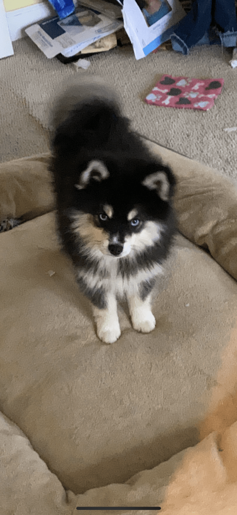 Smith, a Pomsky tested with EmbarkVet.com