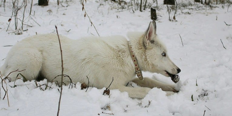 DEMON, a Siberian Husky and German Shepherd Dog mix tested with EmbarkVet.com