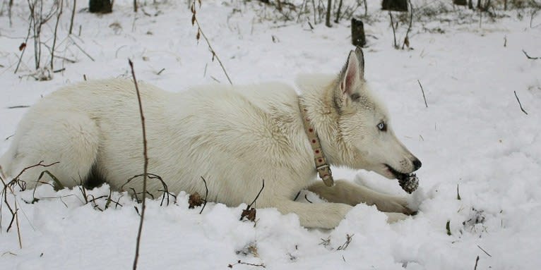 DEMON, a Gerberian Shepsky (5.0% unresolved) tested with EmbarkVet.com
