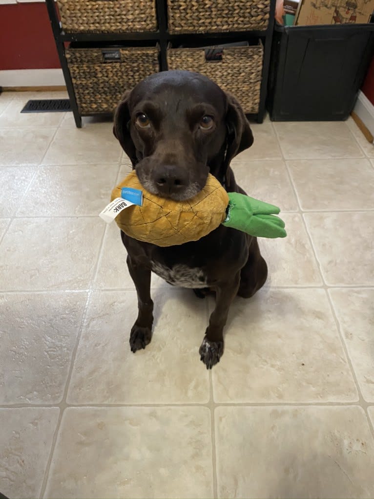 Ricky, a Boykin Spaniel and German Shorthaired Pointer mix tested with EmbarkVet.com