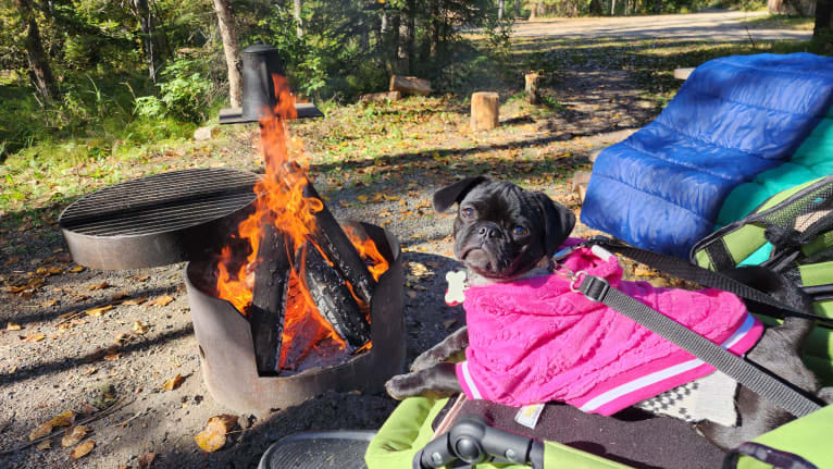 Carbonite Dalglish, a Pug and Boston Terrier mix tested with EmbarkVet.com