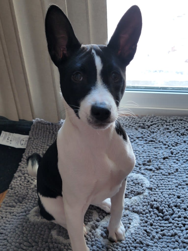 Renji, a Basenji tested with EmbarkVet.com