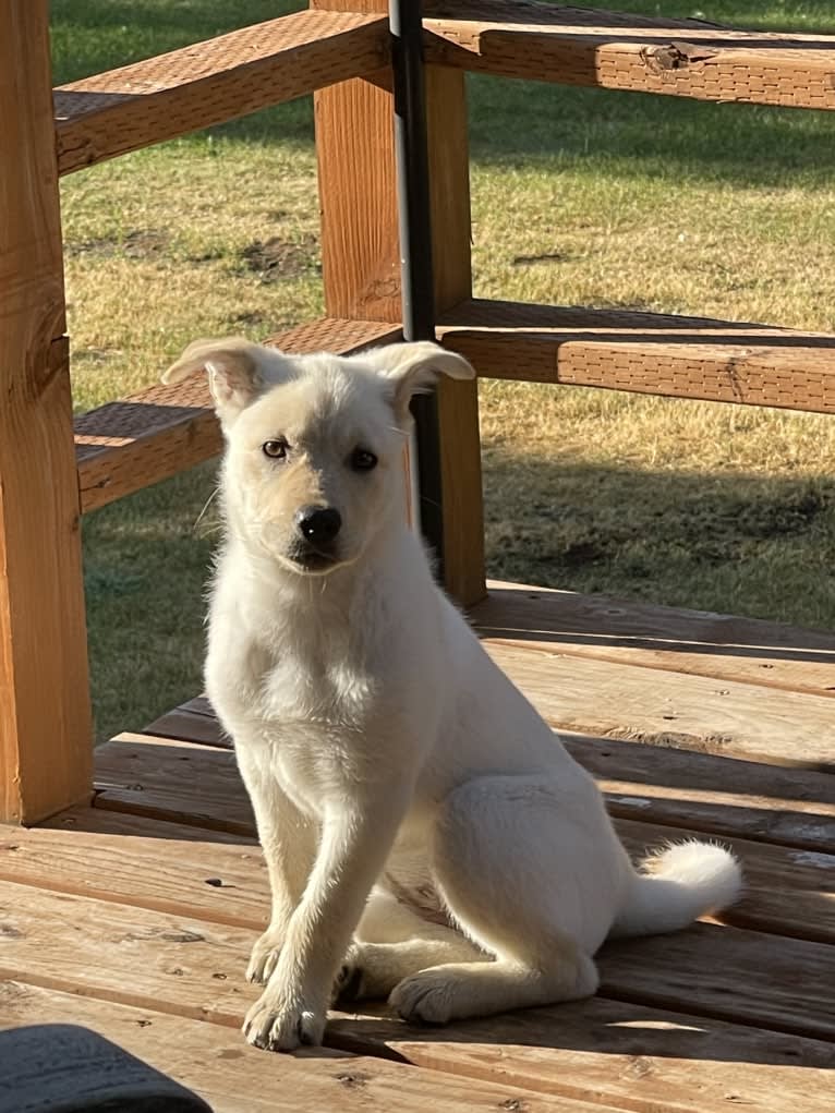 Nala, a Labrador Retriever and Chow Chow mix tested with EmbarkVet.com