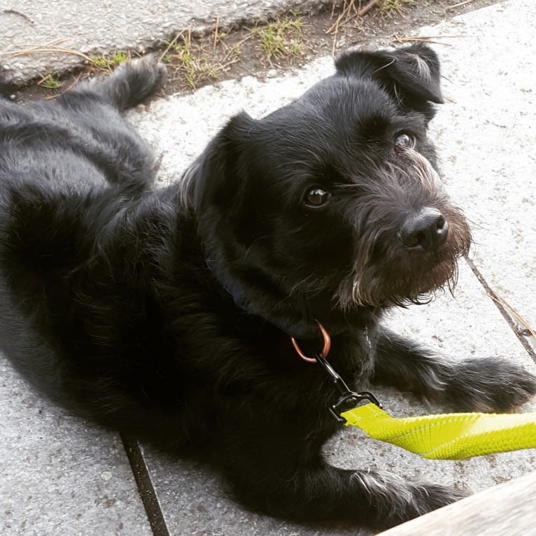 Little Bear, an Australian Cattle Dog and Shih Tzu mix tested with EmbarkVet.com