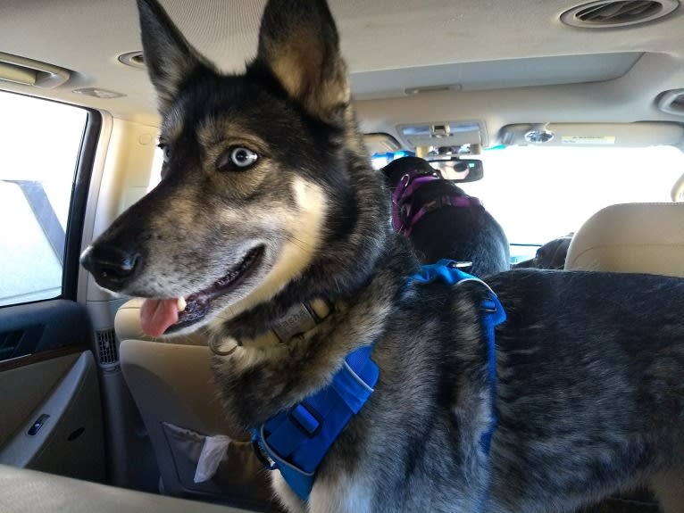 Basha, a Gerberian Shepsky tested with EmbarkVet.com