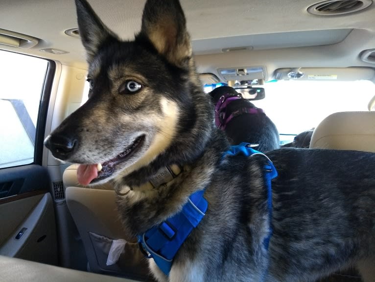 Basha, a Siberian Husky and German Shepherd Dog mix tested with EmbarkVet.com