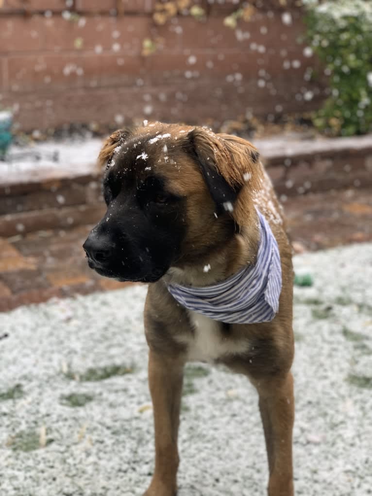 Diego, a Mastiff and German Shepherd Dog mix tested with EmbarkVet.com