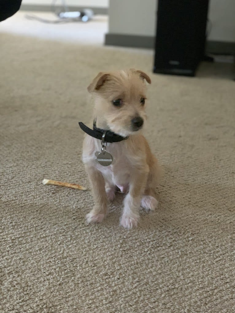 Latte, a Poodle (Small) and Shih Tzu mix tested with EmbarkVet.com