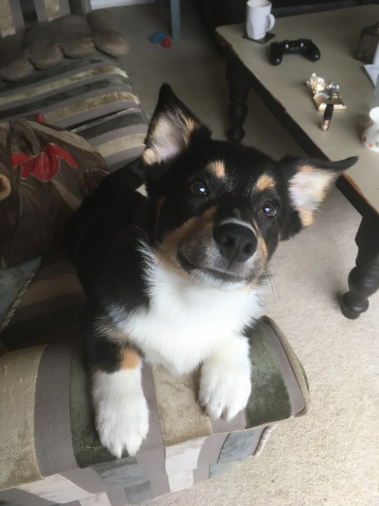 Pippin, a Pembroke Welsh Corgi tested with EmbarkVet.com