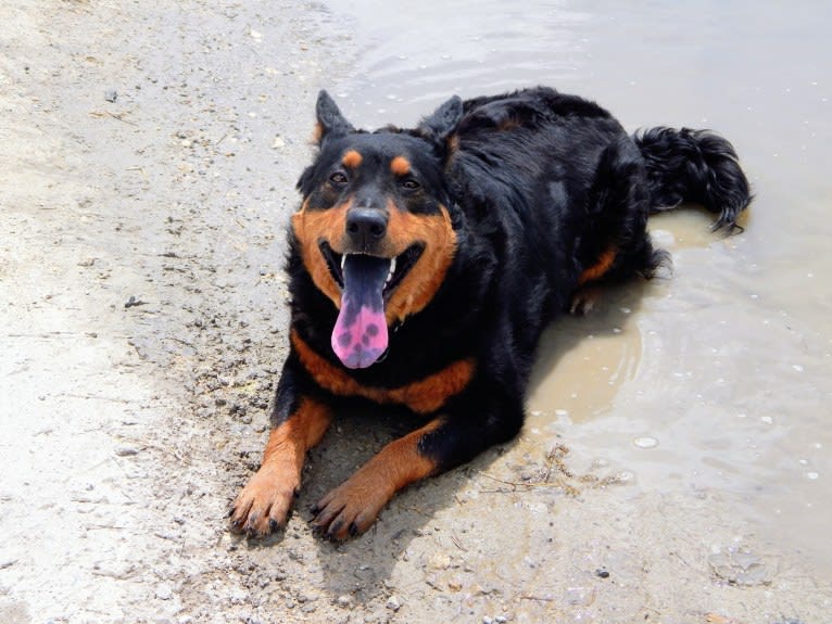 Astharoshe, an Australian Cattle Dog and Chow Chow mix tested with EmbarkVet.com