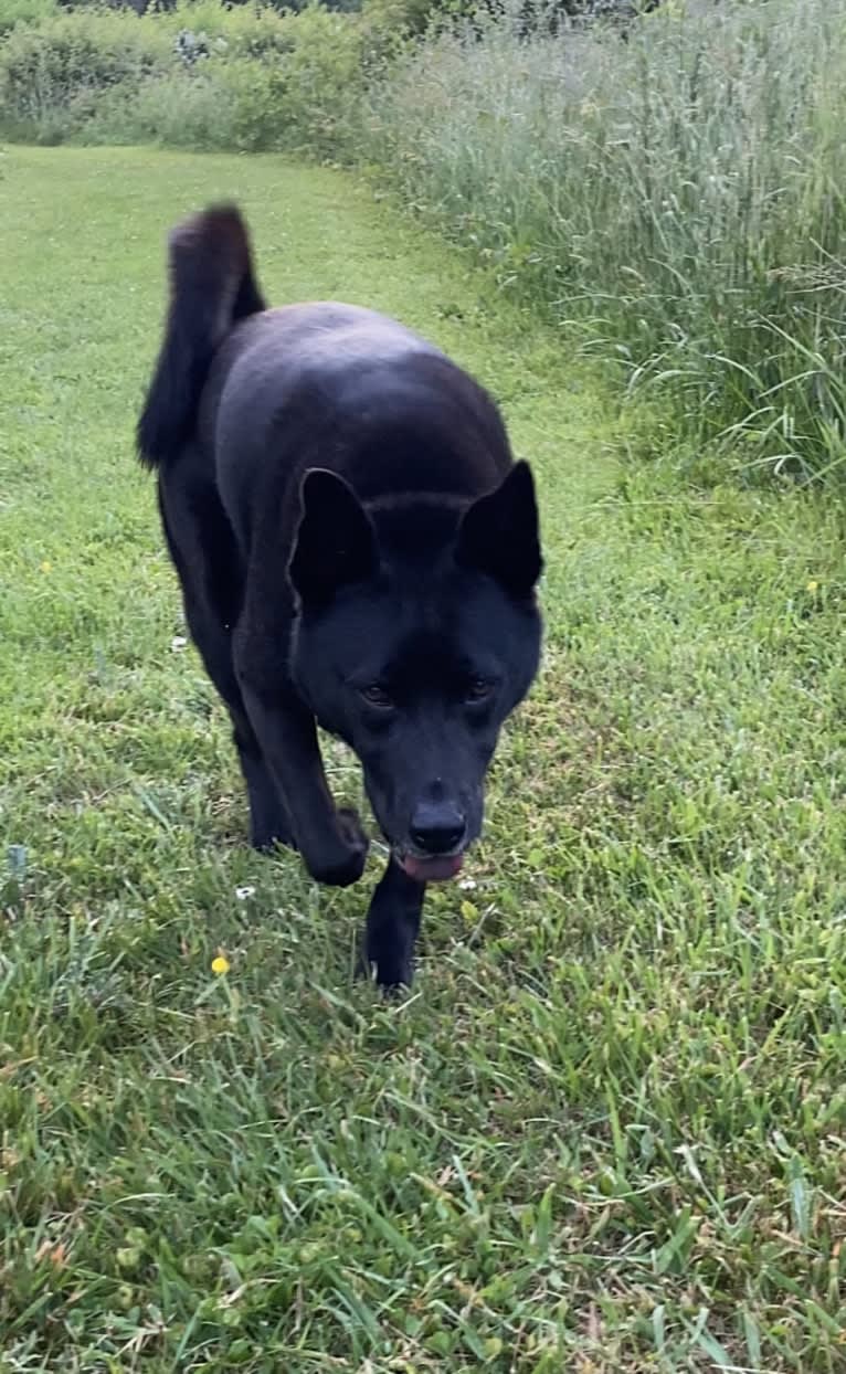 Tessa, an Akita and American Pit Bull Terrier mix tested with EmbarkVet.com