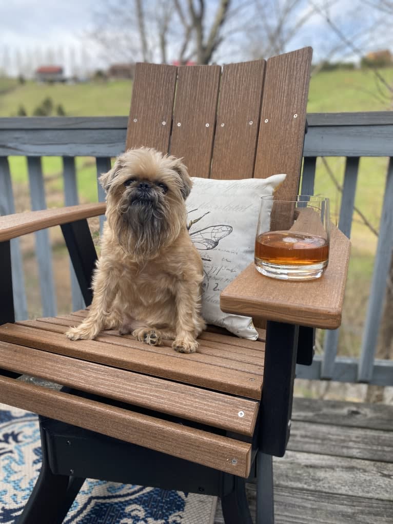 Fenwick, a Brussels Griffon tested with EmbarkVet.com