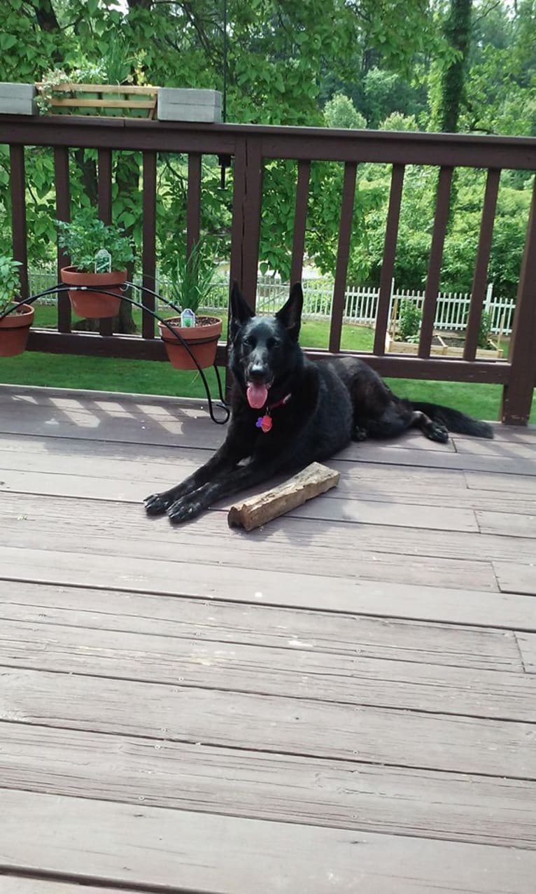 Roxy, a German Shepherd Dog tested with EmbarkVet.com