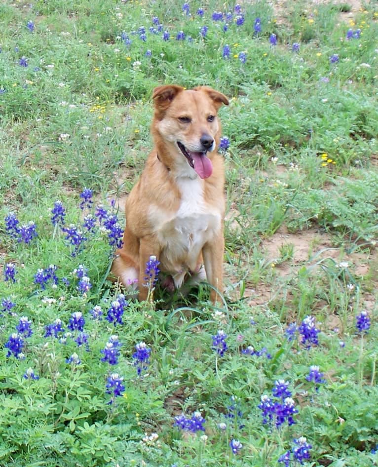 Gatsby, an Australian Shepherd and Chow Chow mix tested with EmbarkVet.com