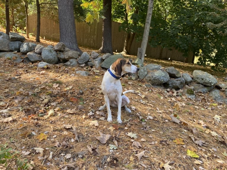 Zelley, a Treeing Walker Coonhound tested with EmbarkVet.com