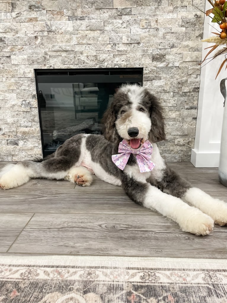 Hattie, a Sheepadoodle tested with EmbarkVet.com