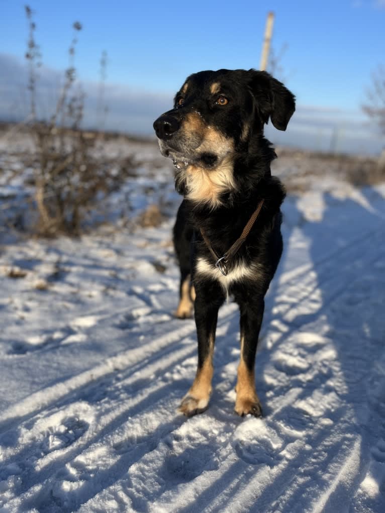 Cashew, a Border Collie and Labrador Retriever mix tested with EmbarkVet.com