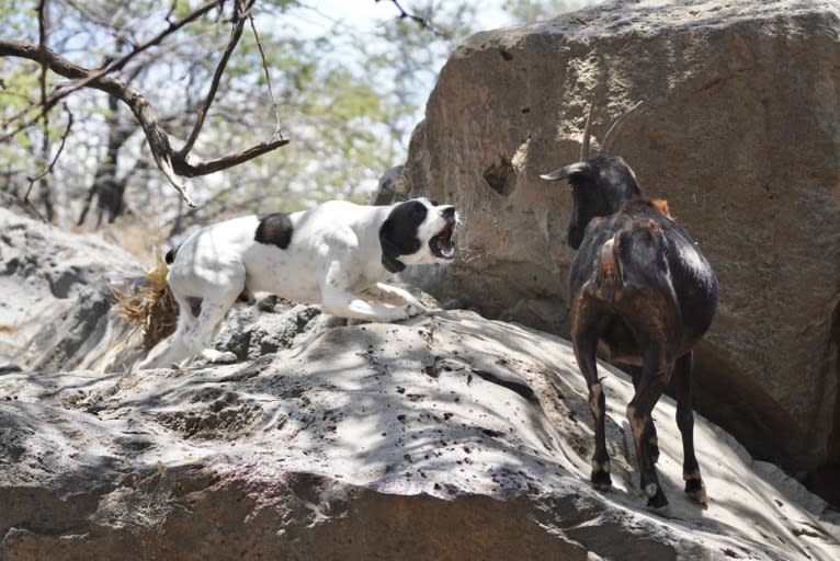 El Guapo, a Brittany and Catahoula Leopard Dog mix tested with EmbarkVet.com