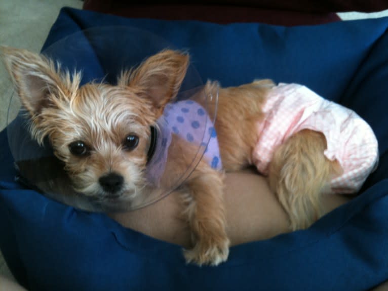 River, a Chorkie tested with EmbarkVet.com