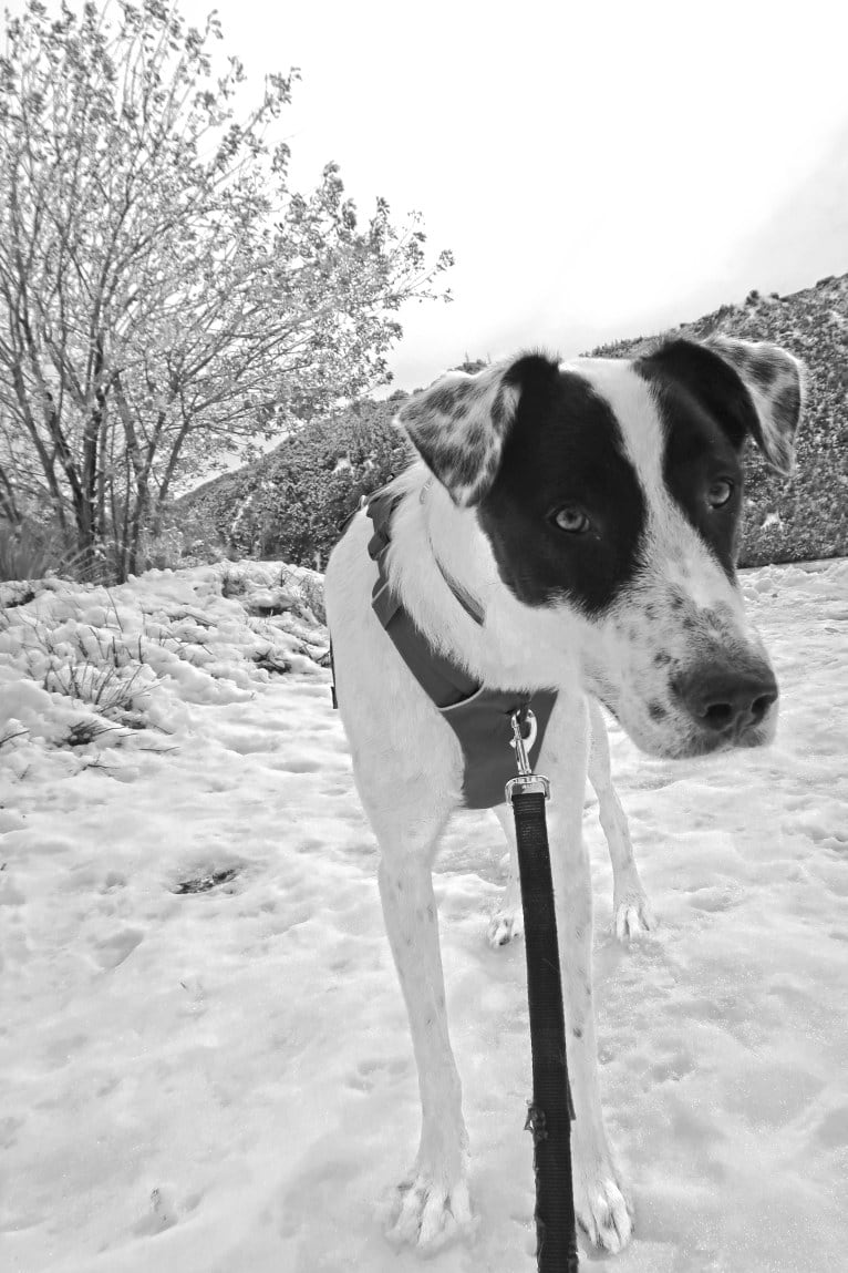 Oliver, a Great Pyrenees and Anatolian Shepherd Dog mix tested with EmbarkVet.com