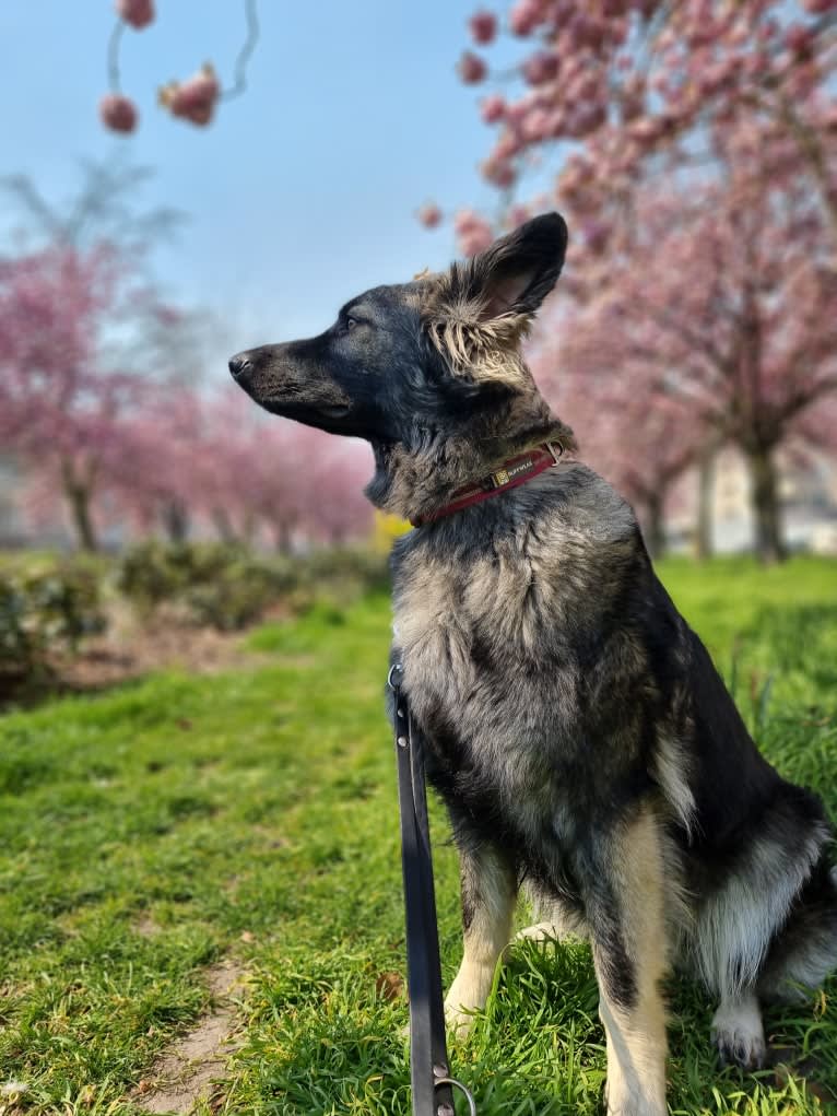 Liesl, a German Shepherd Dog tested with EmbarkVet.com