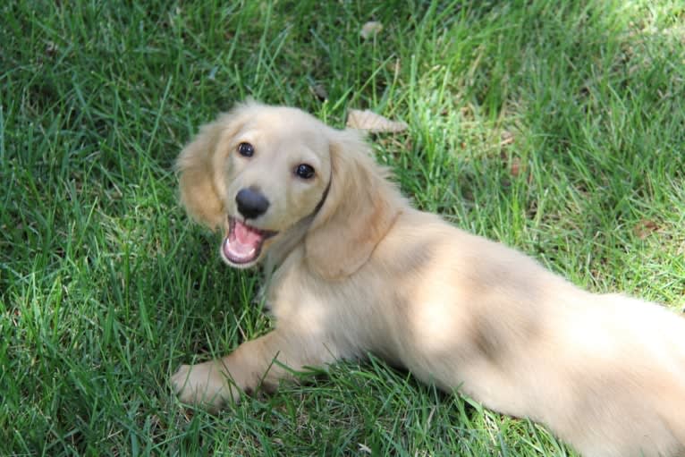 Oliver (Ollie) von Frederick, a Dachshund tested with EmbarkVet.com