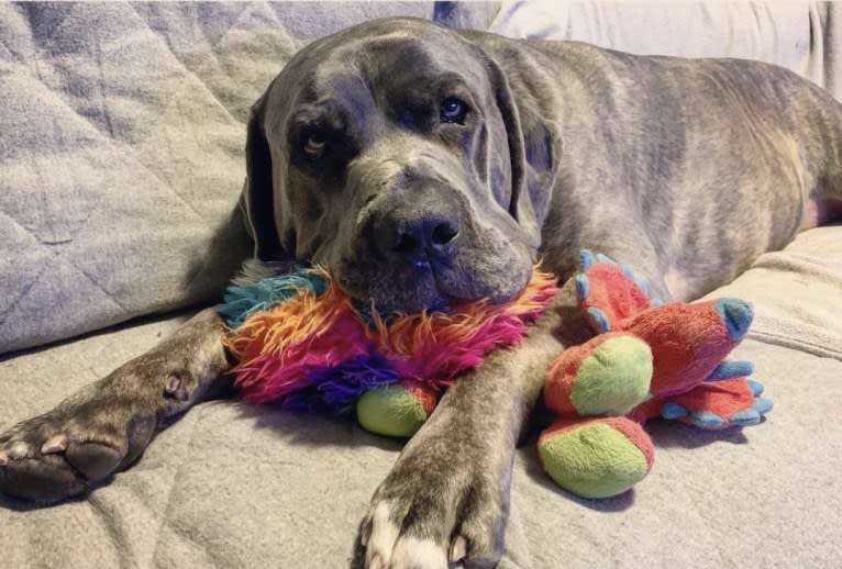 Bronson, a Cane Corso tested with EmbarkVet.com