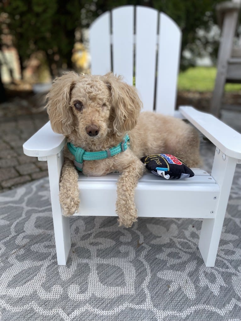 Cocomelon, a Poodle (Small) and Lhasa Apso mix tested with EmbarkVet.com