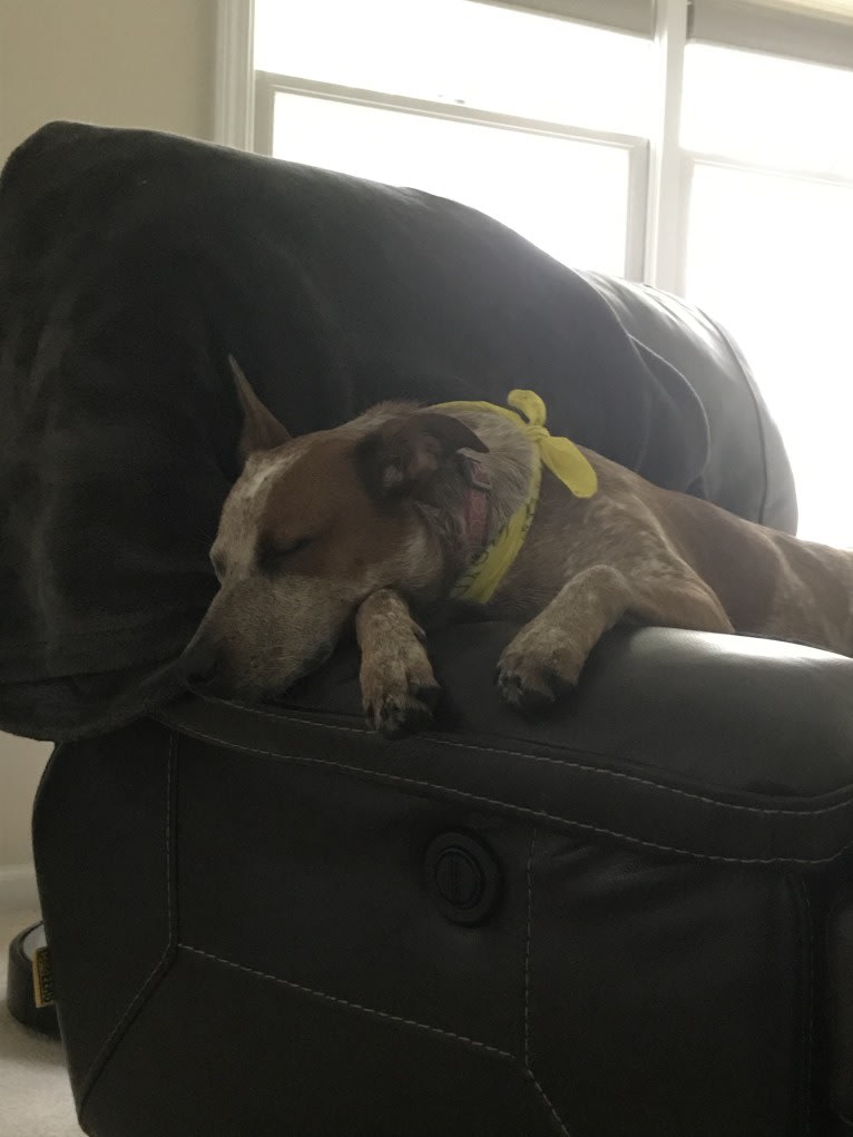 EmmyLou, an Australian Cattle Dog and American Pit Bull Terrier mix tested with EmbarkVet.com