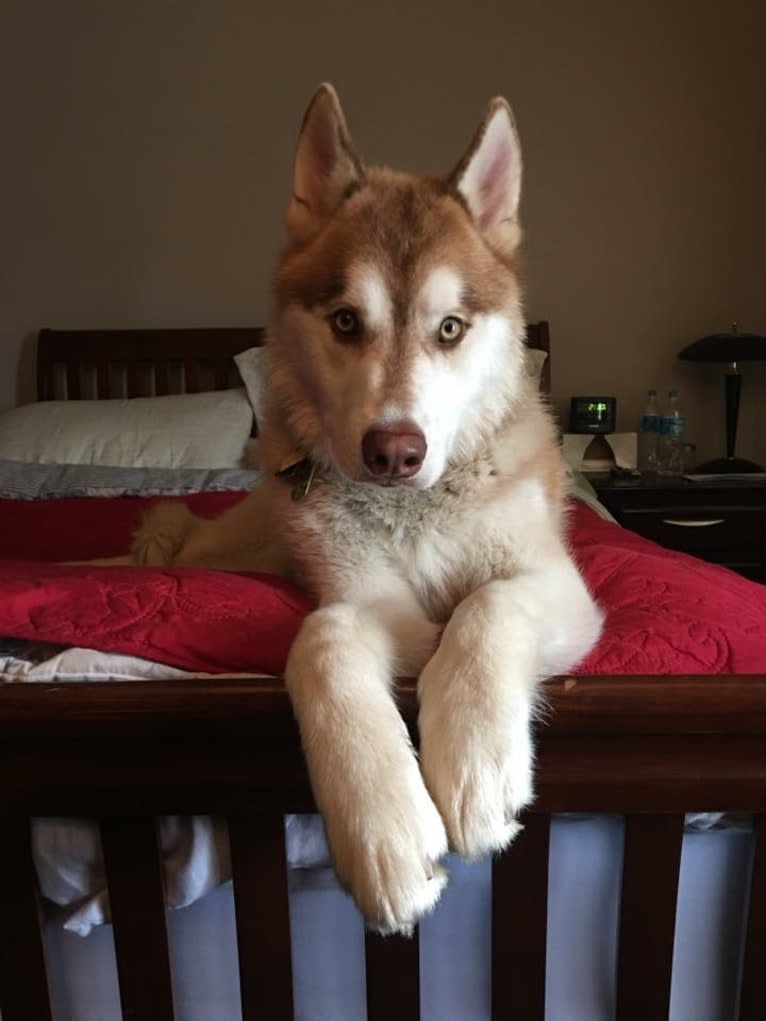 Kiba, a Siberian Husky and German Shepherd Dog mix tested with EmbarkVet.com