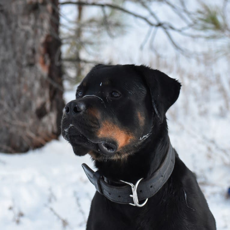 Wüstenhaus Samson, a Rottweiler tested with EmbarkVet.com