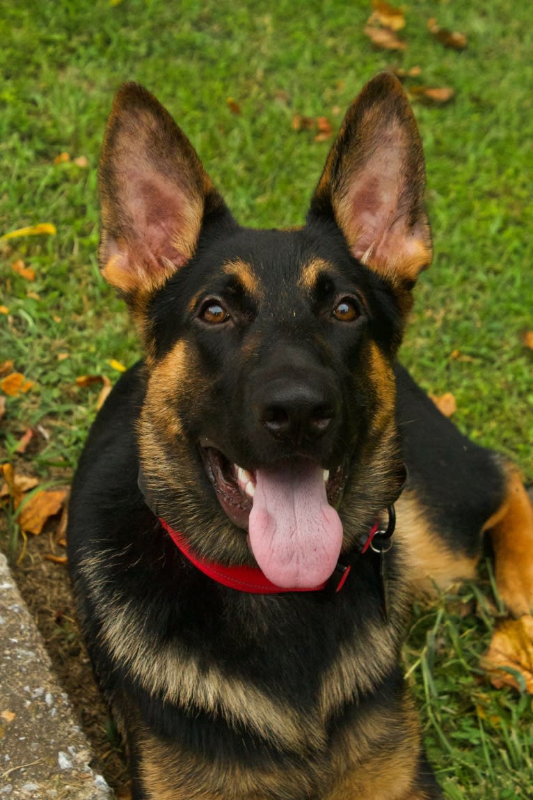 Photo of Otto, a German Shepherd Dog  in Harpers Ferry, West Virginia, USA