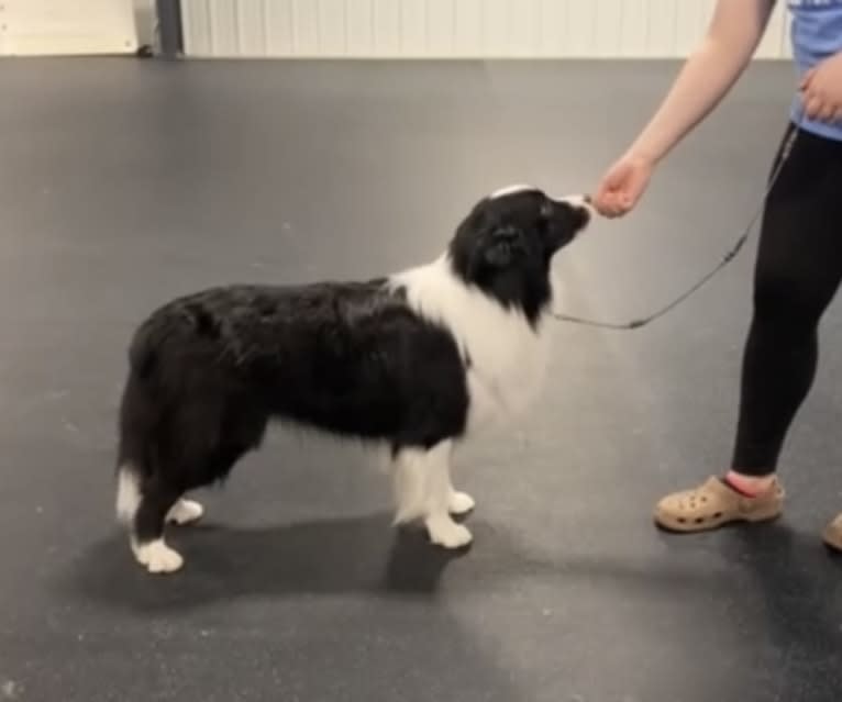 Bohdi, a Border Collie tested with EmbarkVet.com